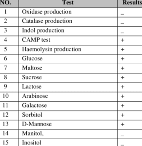 Biochemical Test Of Streptococcus Agalactiae