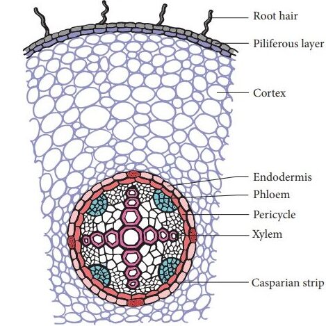 Dicot Root Internal Structure Best Biology Notes