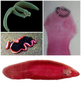 Taenia Solium Morphology Life Cycle Pathogenesis