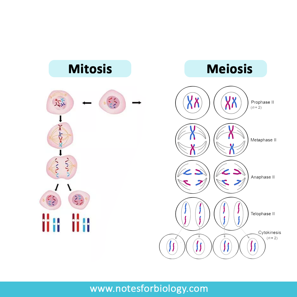 Differences between mitosis and meiosis