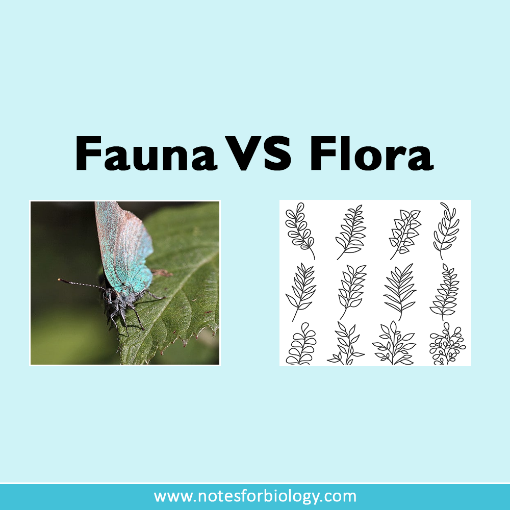 Flora and Fauna