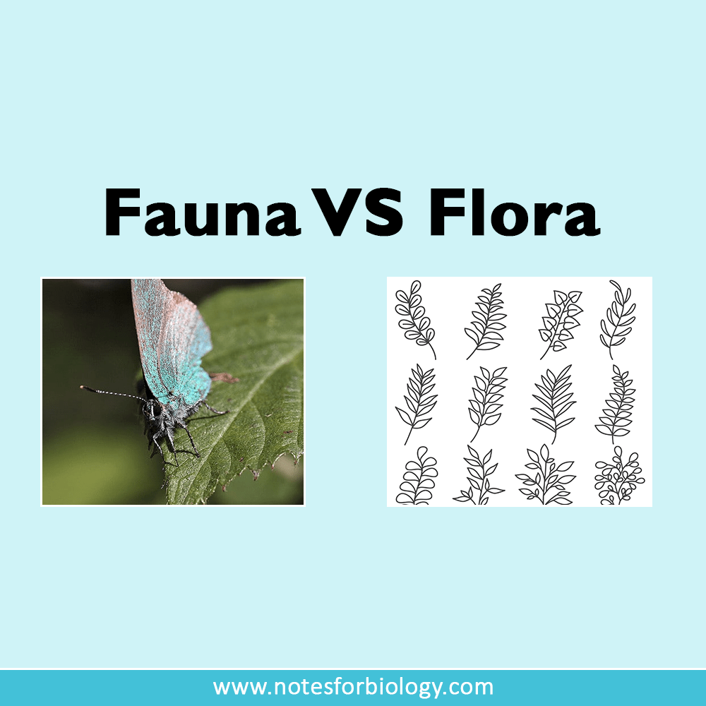 Define Flora And Fauna Class 8