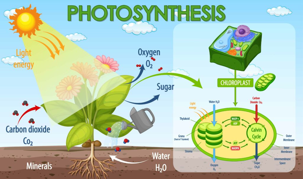 Photosynthesis - Definition, Process, Stages with Importance