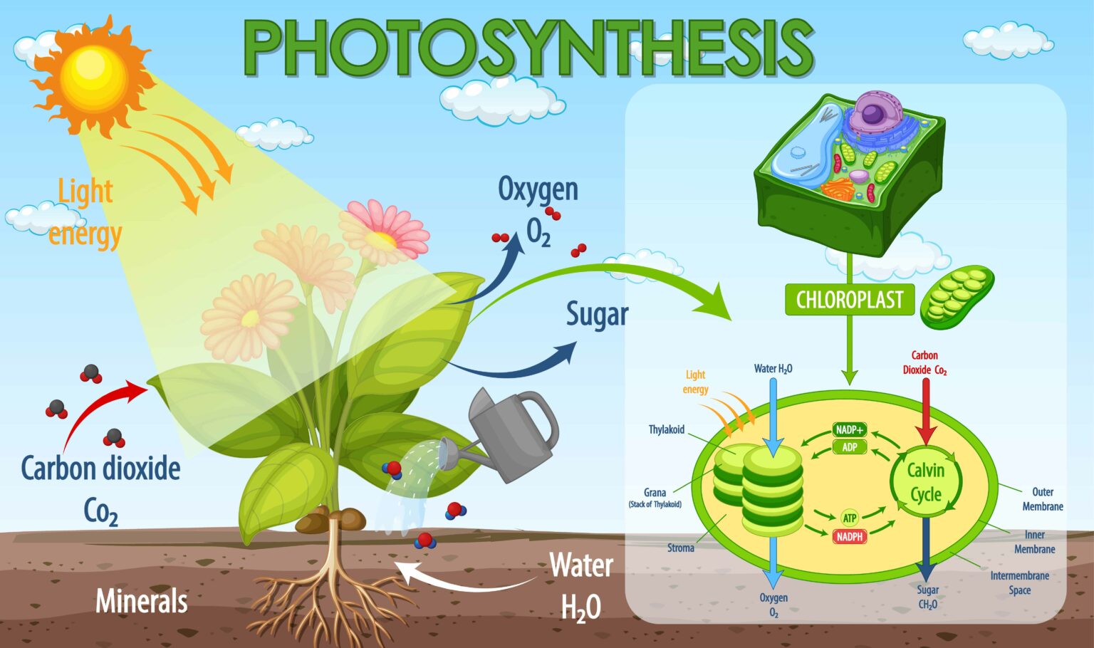 Photosynthesis Definition Process Stages Updated 2022 