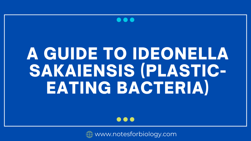 A Guide to Ideonella sakaiensis (Plastic-Eating Bacteria)