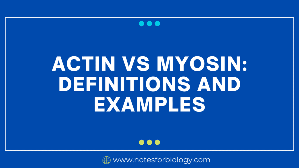Actin vs Myosin: Definitions and Examples