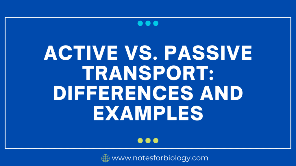 Active vs. Passive Transport Differences and Examples