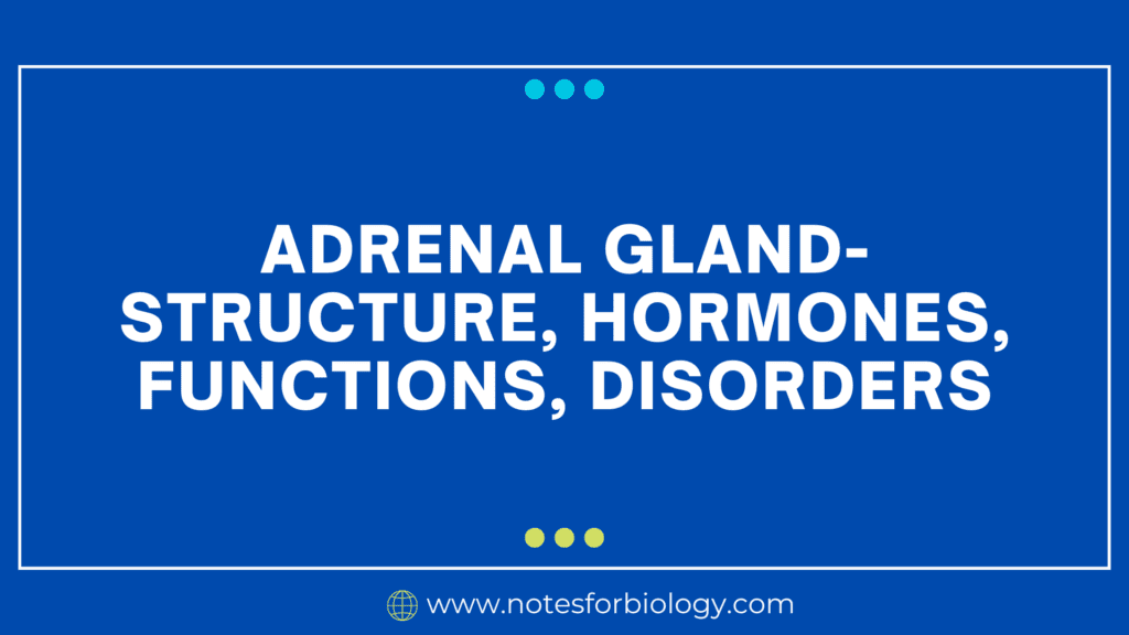 Adrenal Gland- Structure, Hormones, Functions, Disorders
