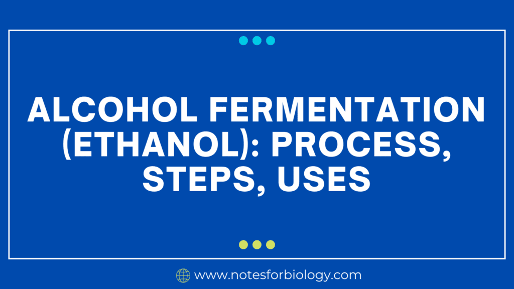 Alcohol Fermentation (Ethanol): Process, Steps, Uses