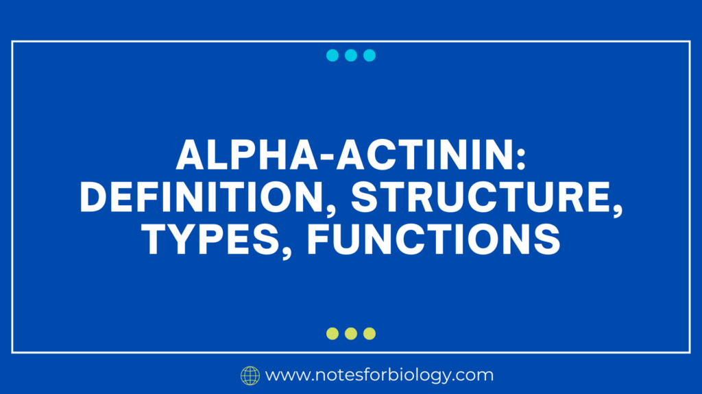 Alpha-Actinin Definition, Structure, Types, Functions