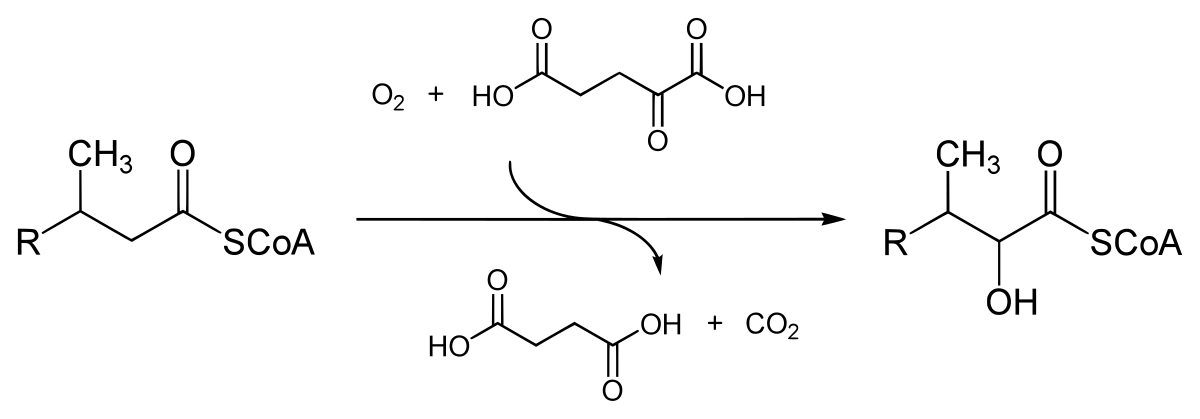 Alpha Oxidation: Location, Pathway, Steps, Significance