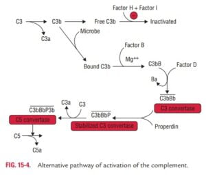 Alternative pathway of the complement system - Best Biology Notes ...