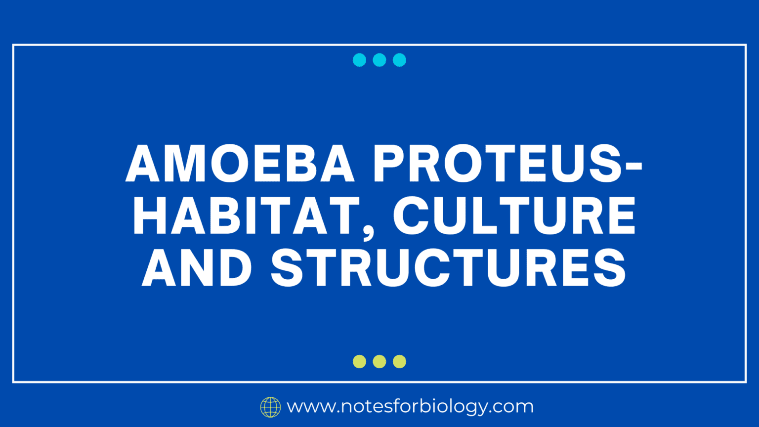 Amoeba Proteus Habitat Culture And Structures 0982