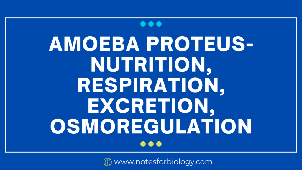 Amoeba proteus- Nutrition, Respiration, Excretion, Osmoregulation
