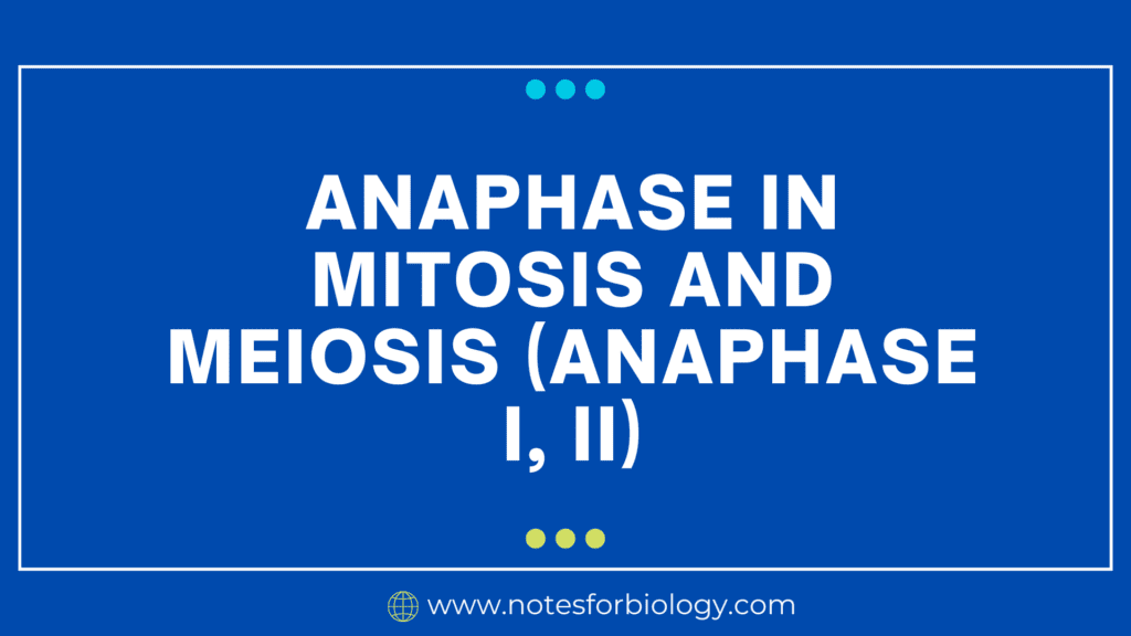 Anaphase in Mitosis and Meiosis (Anaphase I, II)
