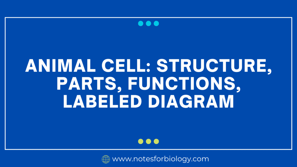 Animal-Cell-Structure-Parts-