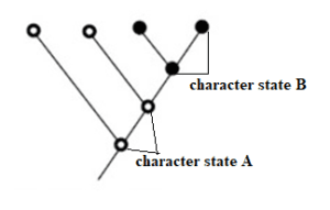 Apomorphy: Definition, Mechanism, Examples, Uses