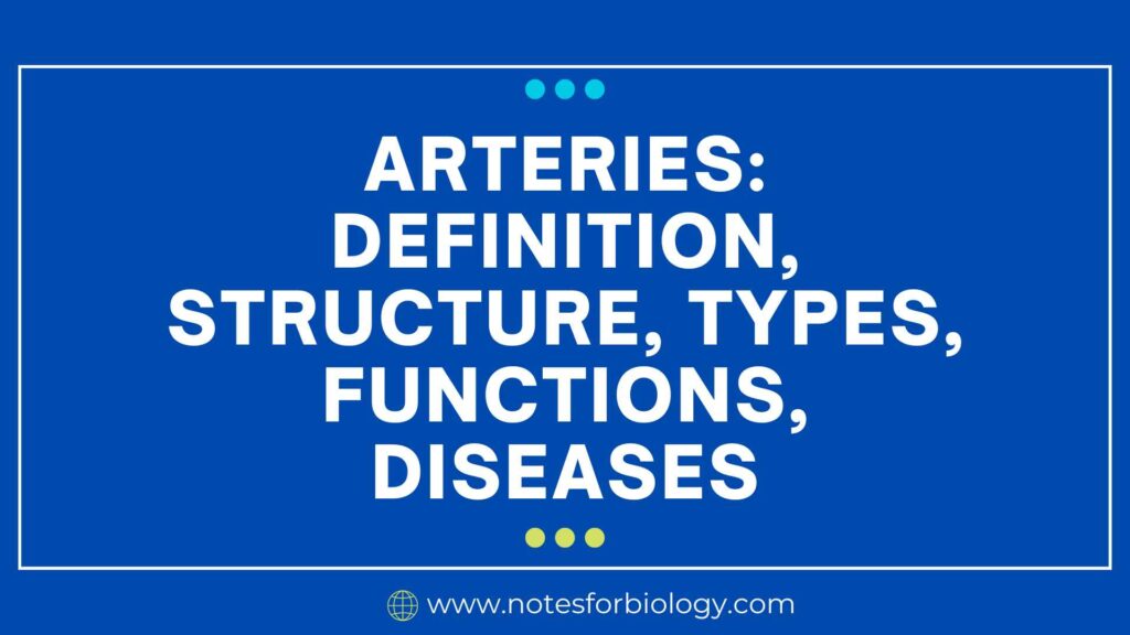 Arteries Definition, Structure, Types, Functions, Diseases