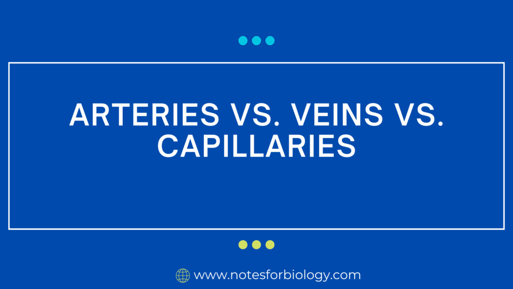 Arteries vs. Veins vs. Capillaries