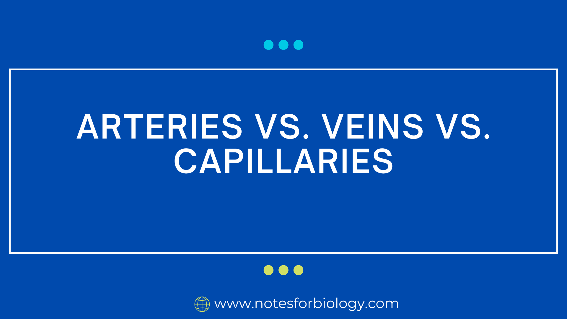 Arteries vs Veins vs Capillaries (12 Differences)