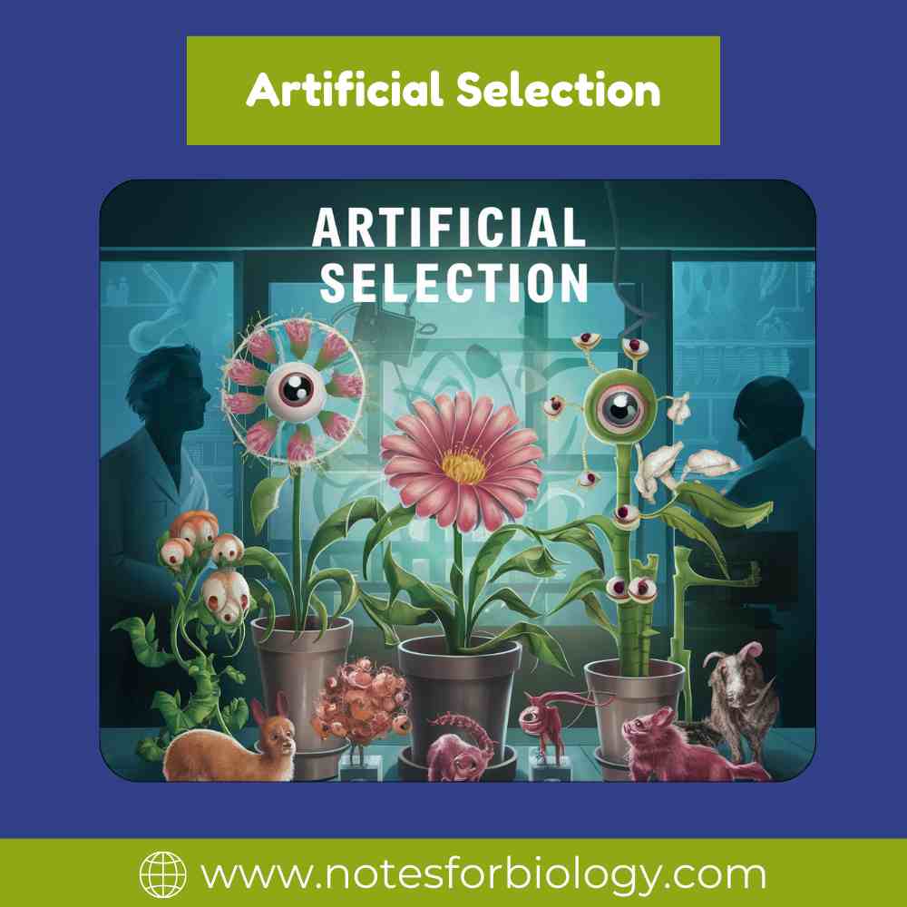 Artificial Selection- Definition, Steps, Examples, Uses
