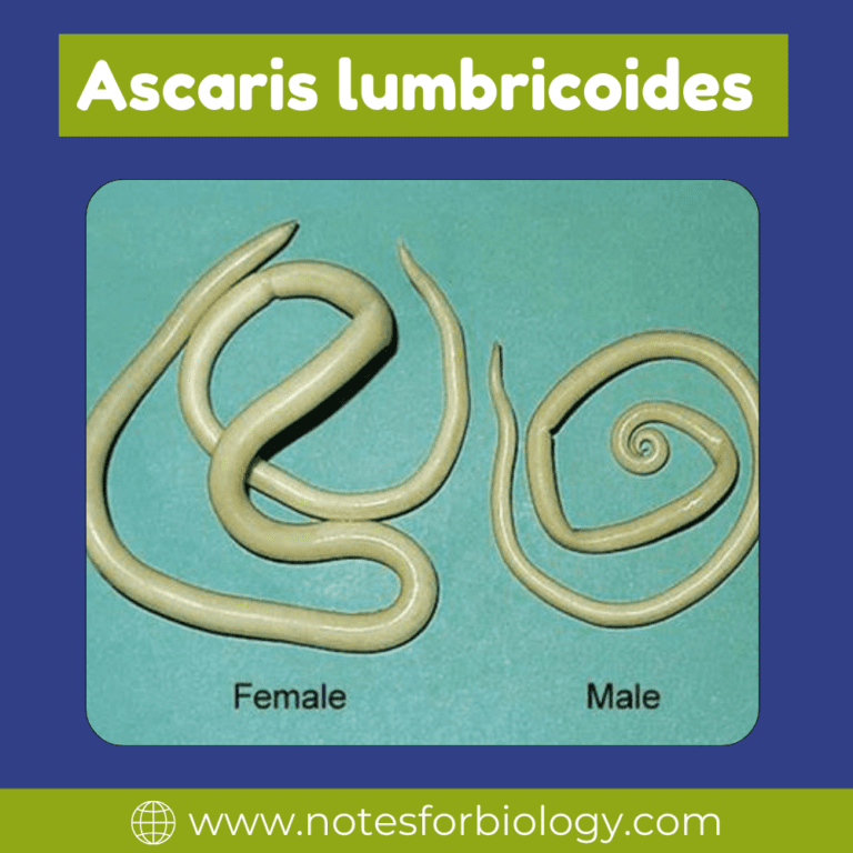 Ascaris lumbricoides- Habitat and External Morphology