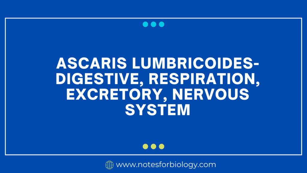 Ascaris lumbricoides- Digestive, Respiration, Excretory, Nervous System