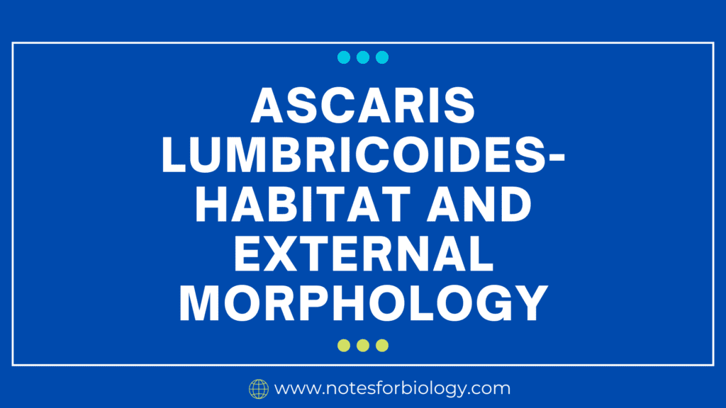 Ascaris lumbricoides- Habitat and External Morphology