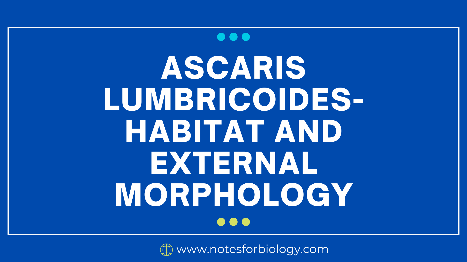 Ascaris Lumbricoides Habitat And External Morphology