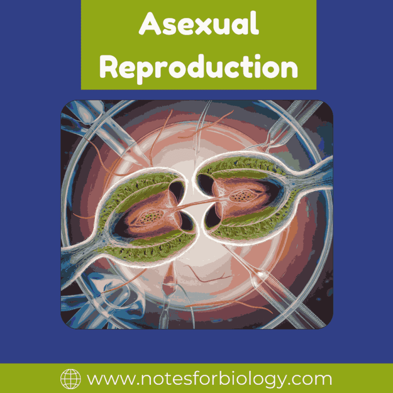 Asexual Reproduction