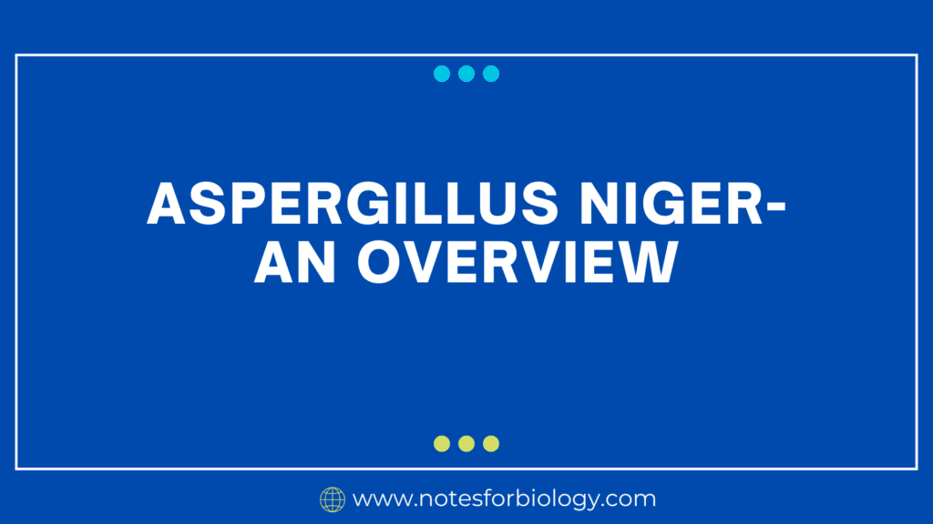Aspergillus Niger- An Overview