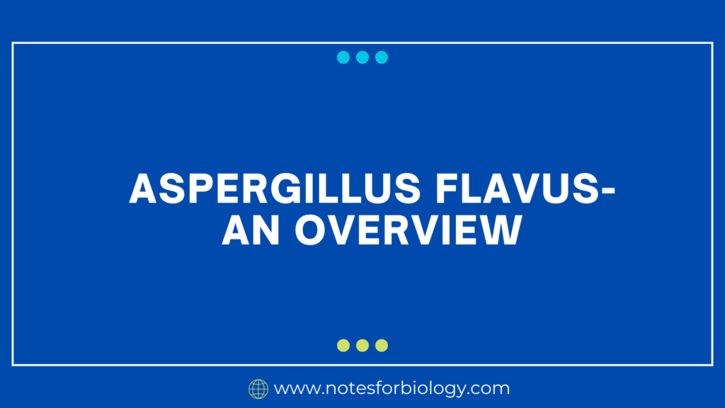 Aspergillus flavus- An Overview