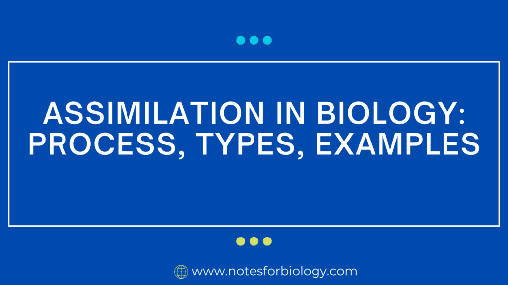 Assimilation in Biology Process, Types, Examples