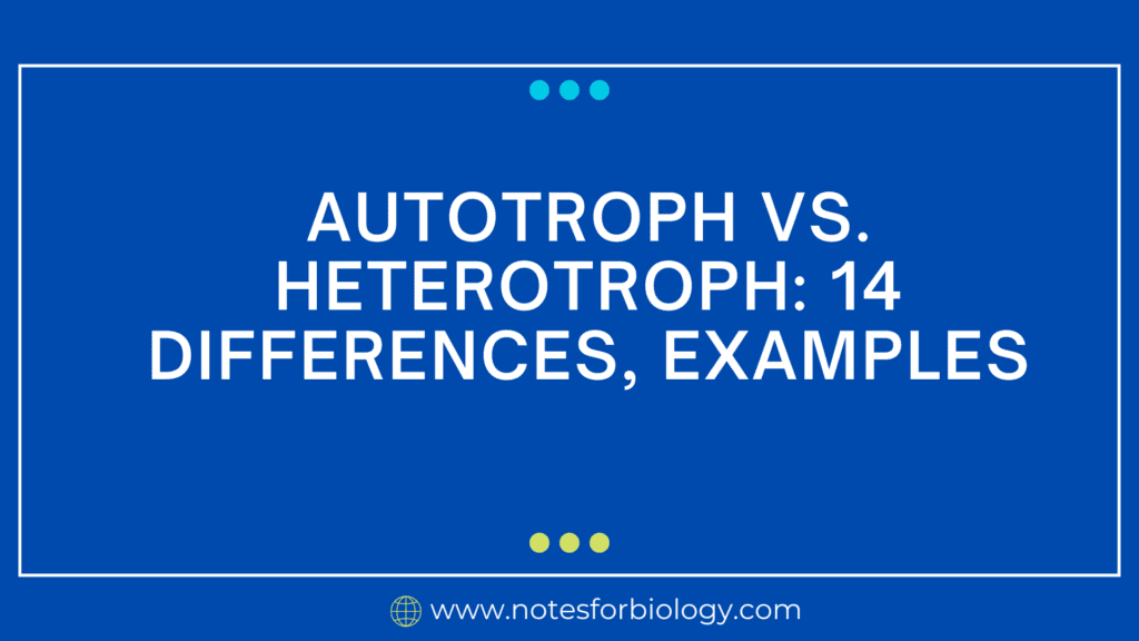 Autotroph vs. Heterotroph 14 Differences, Examples