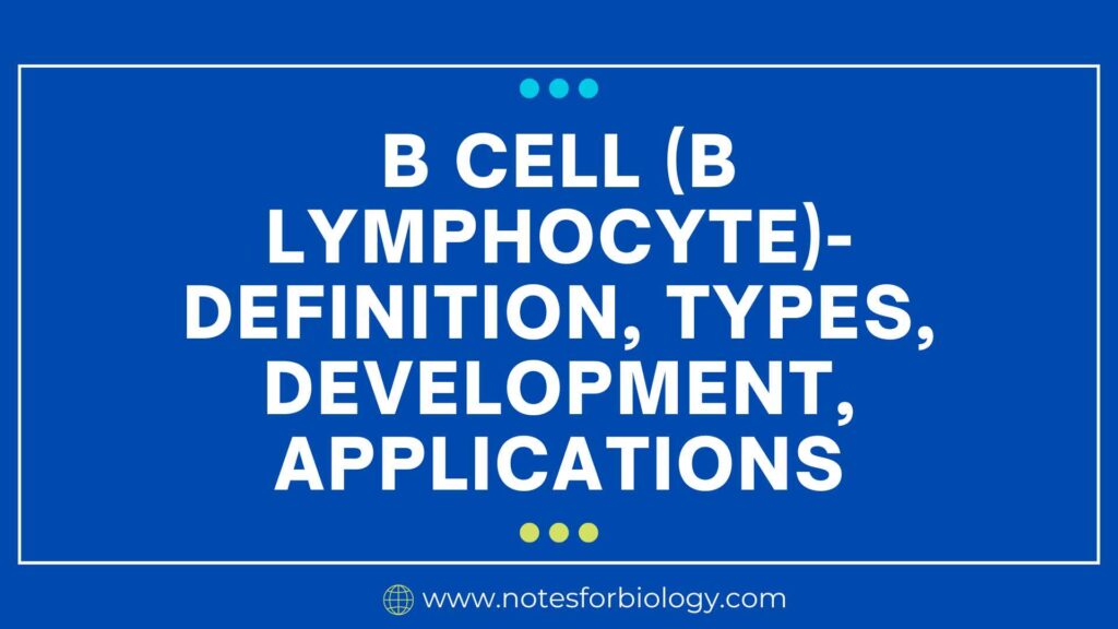 B cell (B lymphocyte)- Definition, Types, Development, Applications