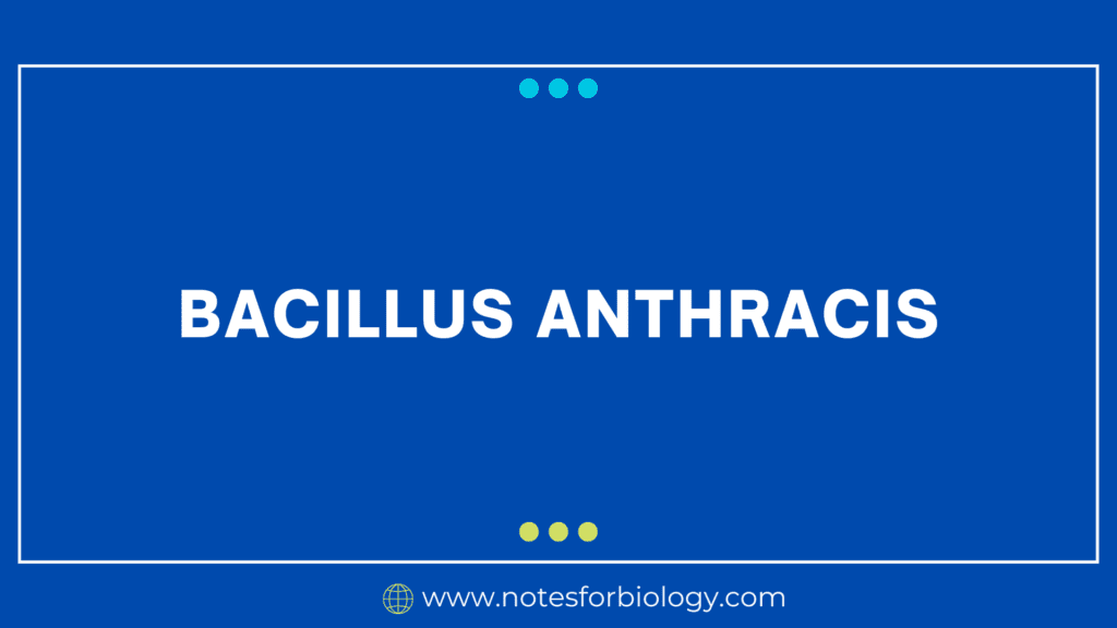 Bacillus-anthracis-image