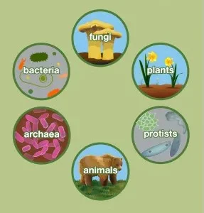 Biotic Factors