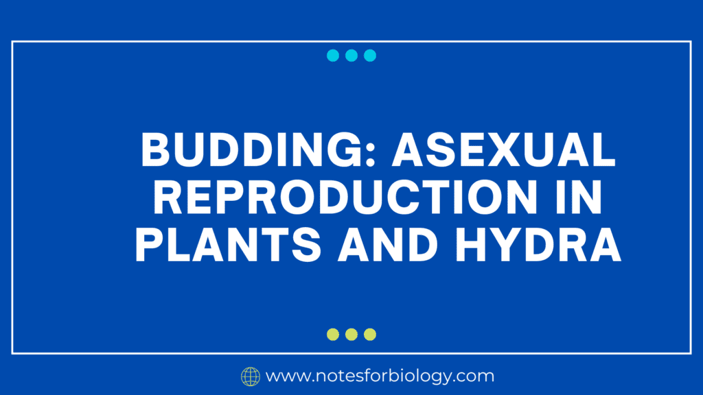 Budding: Asexual Reproduction in Plants and Hydra