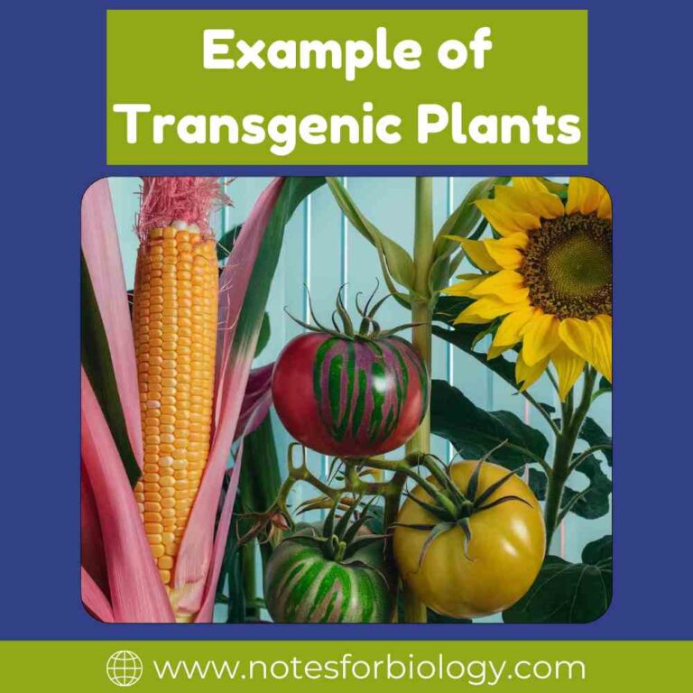 Transgenic Plants-Applications, Benefits, Examples