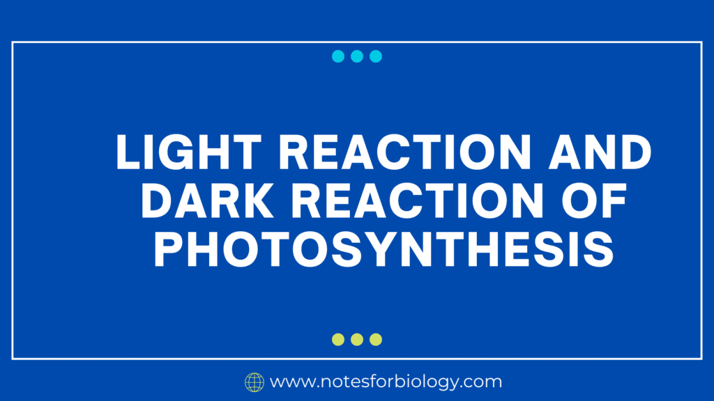 Light reaction and dark reaction of Photosynthesis