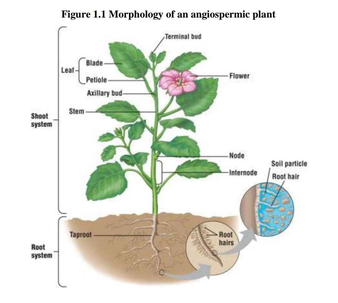 Angiosperms- Characteristics, Morphology, Classification, Uses