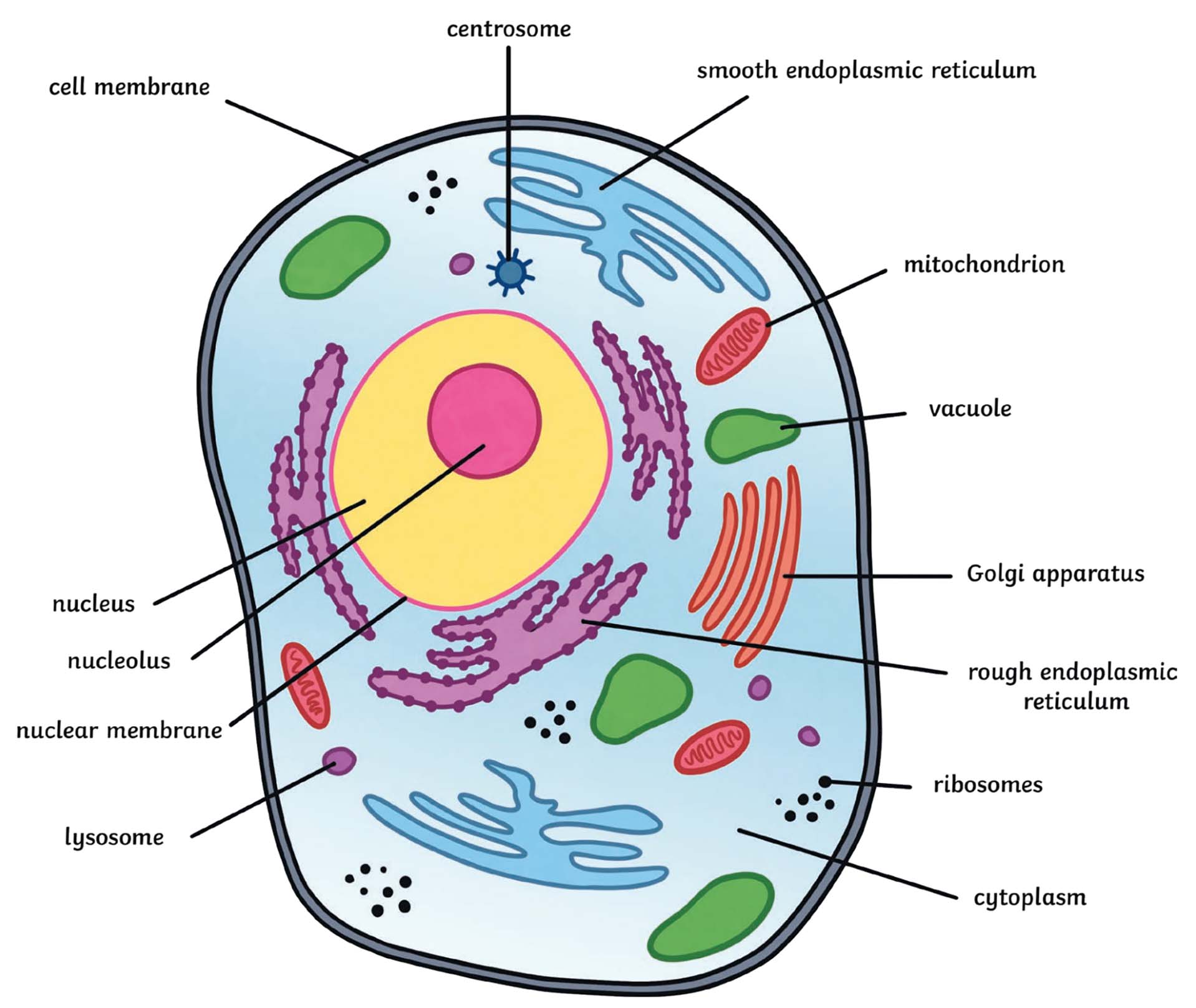 Animal Cell: Structure, Parts, Functions, Labeled Diagram