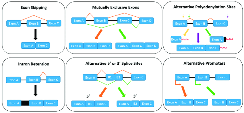 types of alternative splicing