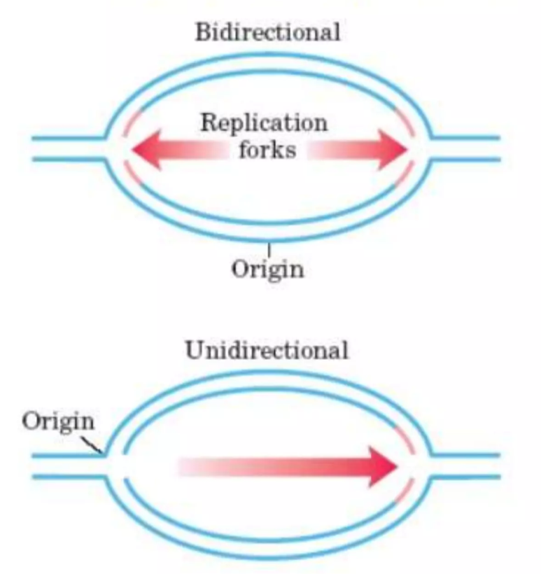 Theta Plasmid Replication