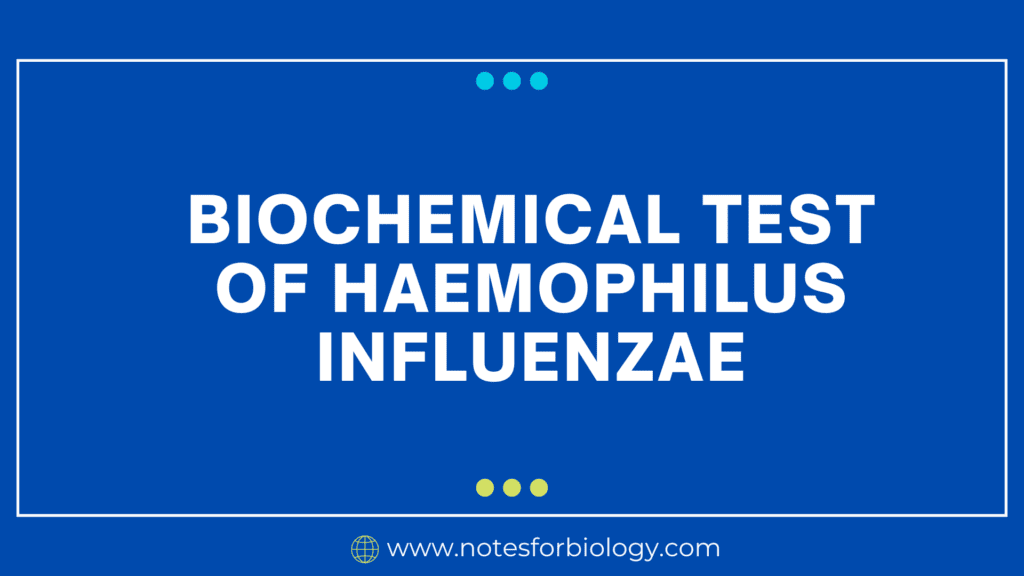 haemophilus influenzae