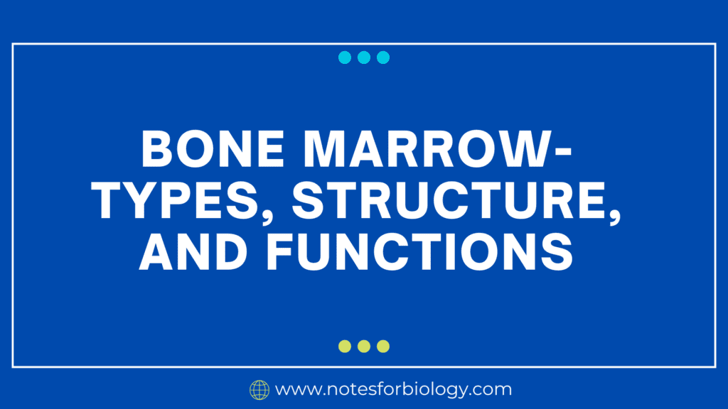 Bone Marrow- Types, Structure, and Functions