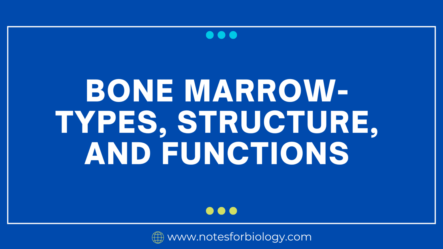 Bone Marrow Types Structure And Functions