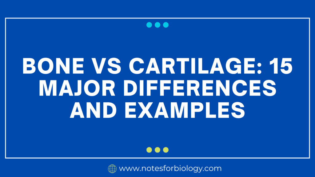 Bone vs Cartilage: 15 Major Differences and Examples