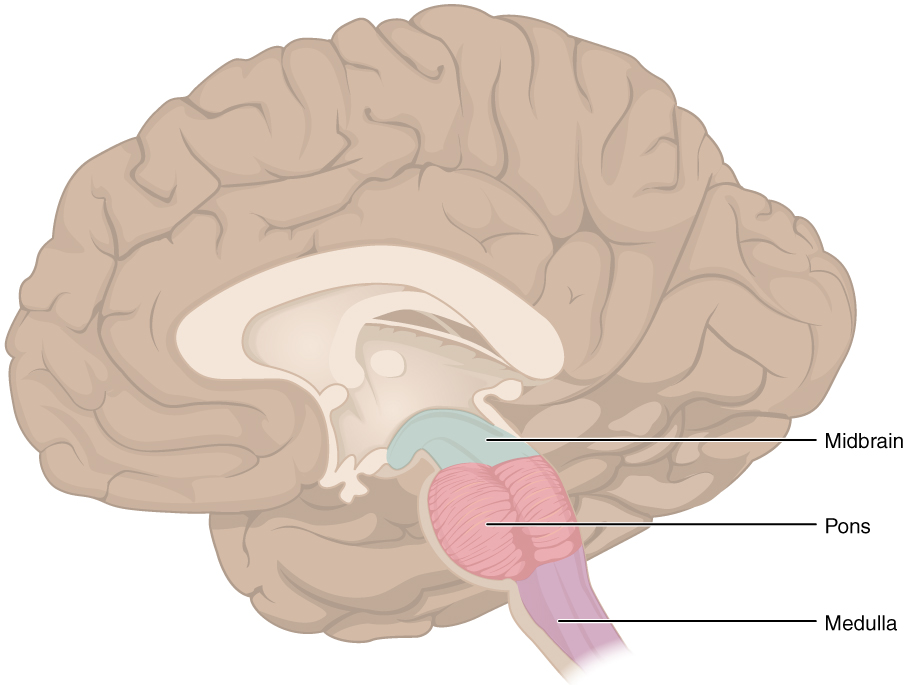 Human Brain Structure and Functions of different parts