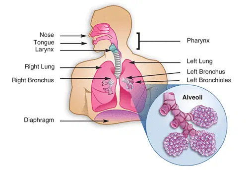 Breathing  vs Respiration